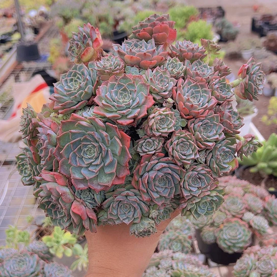 海滨格瑞多头大盆群精品