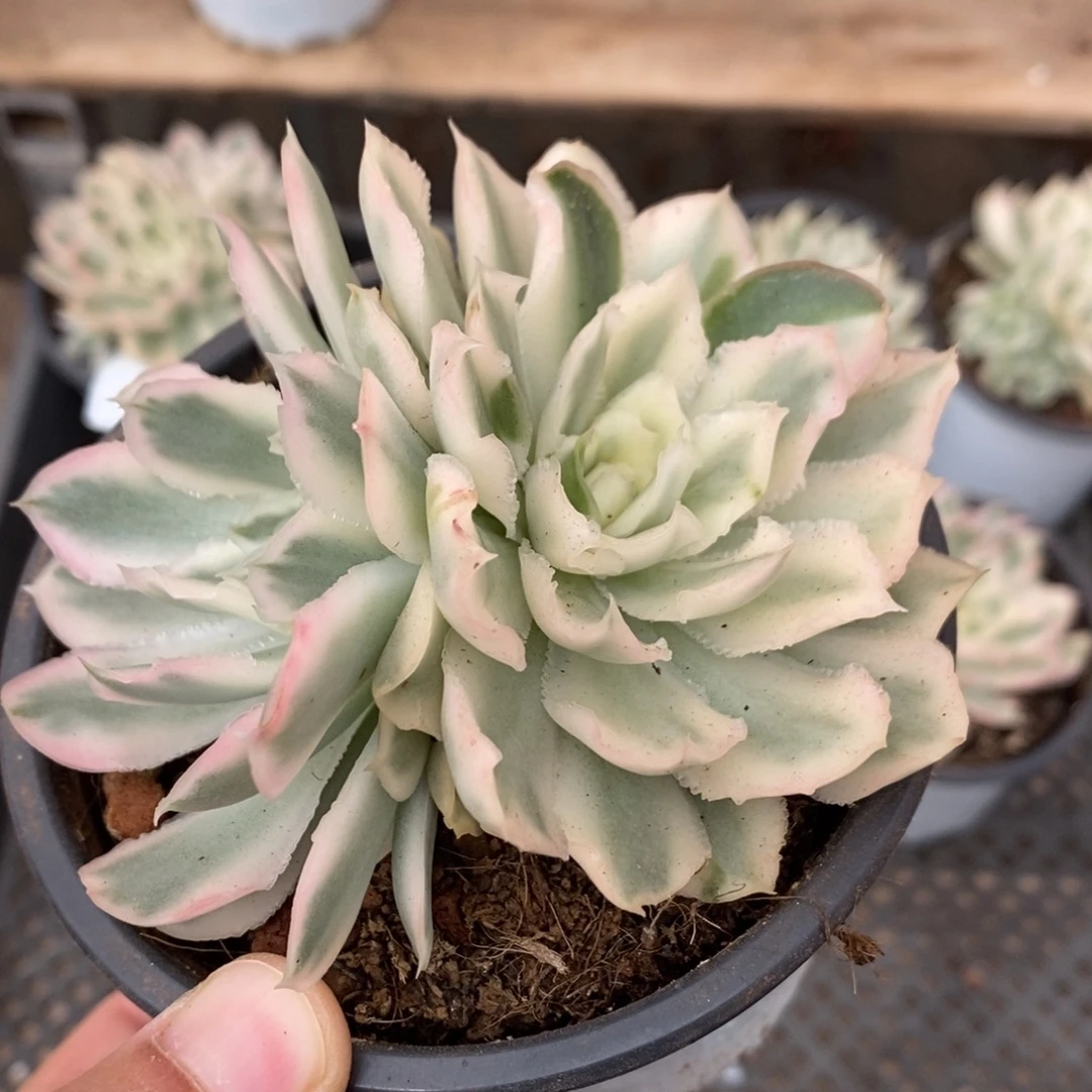 紫蝴蝶多肉植物8742