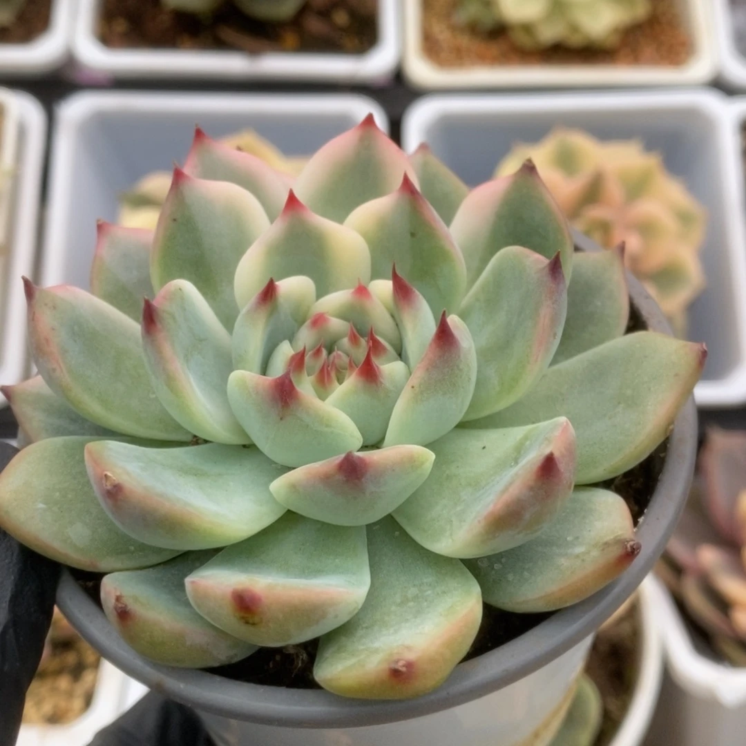 545锦锦锦锦锦锦锦锦