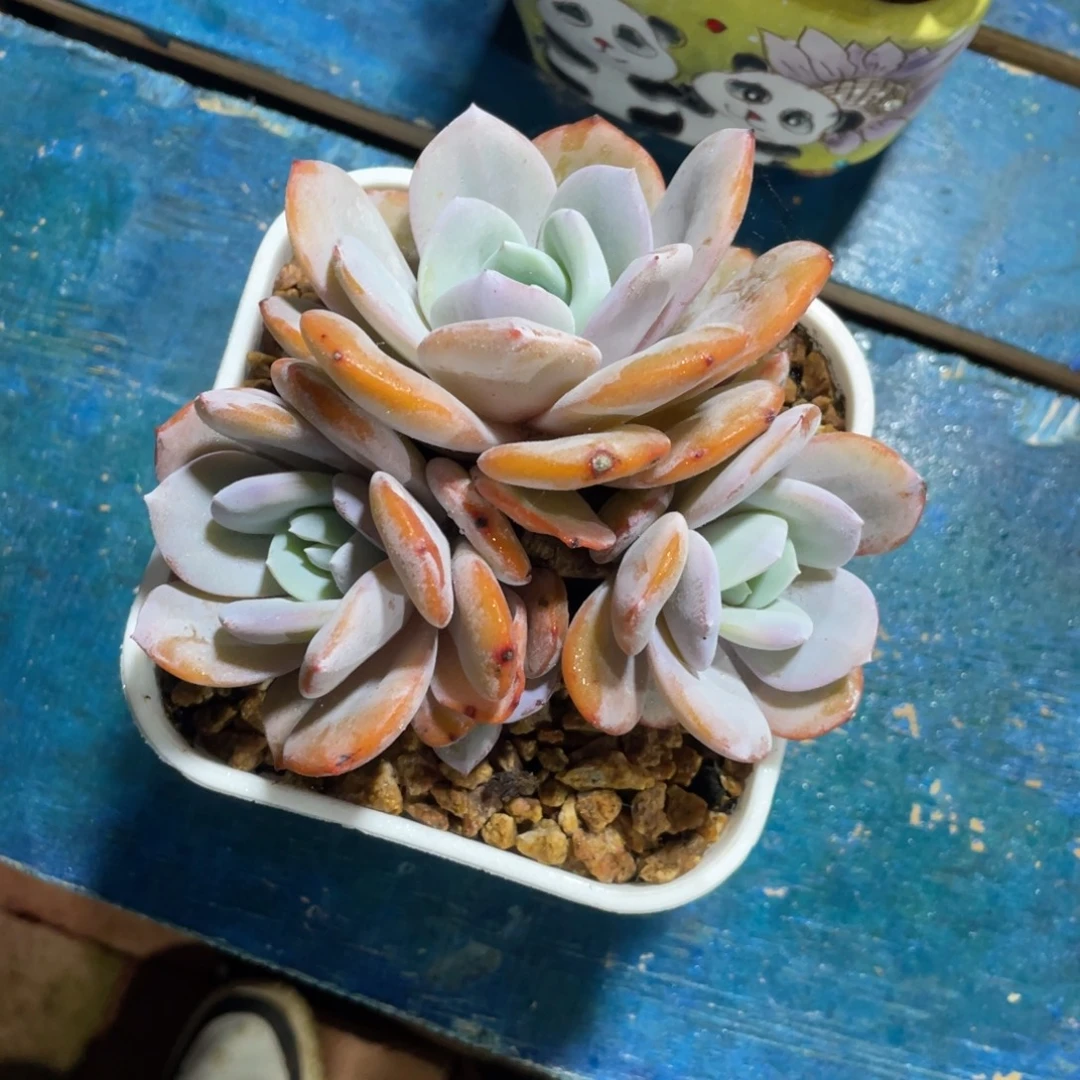 一物一拍中通快递