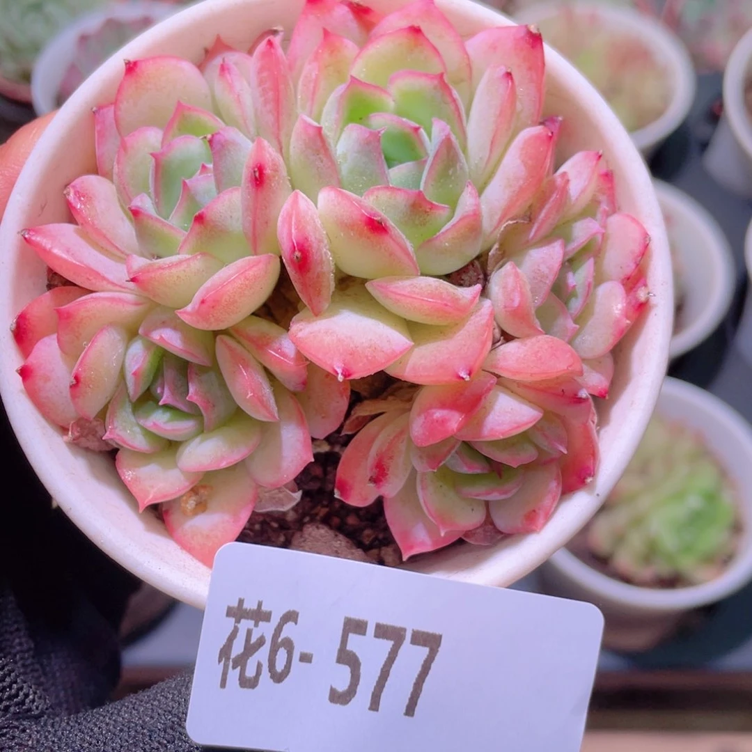 花利美6-577莎莎女王