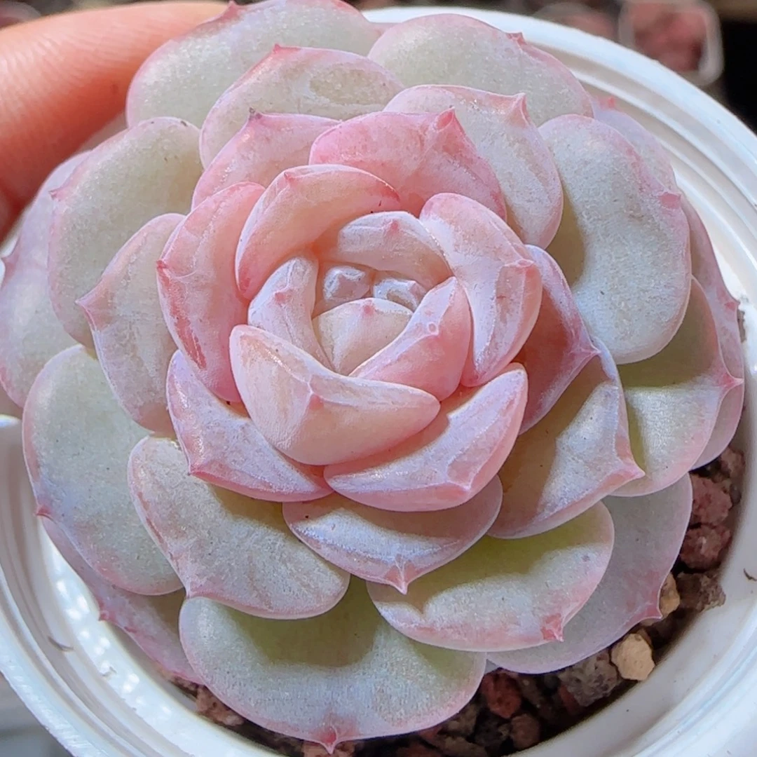 花语多肉1228-166