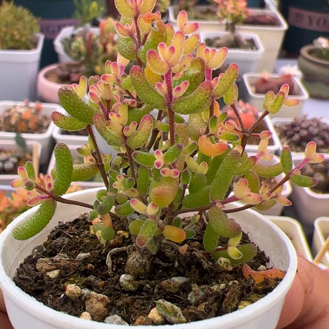 多肉植物枝干假飞机猪