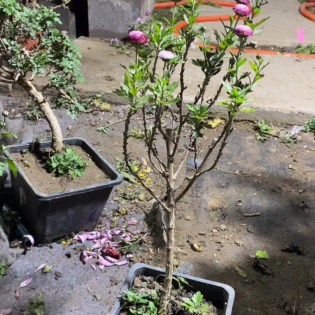 晩***4完全开放珠玉之论菊花