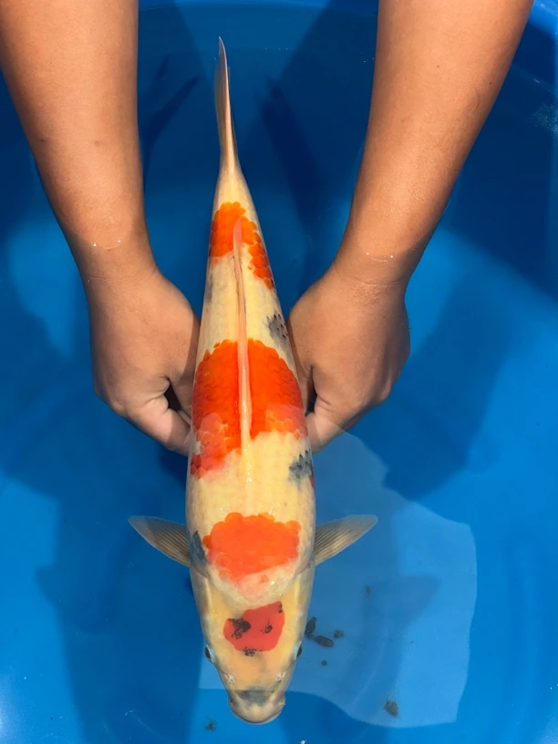 大日出品黑梦露昭和锦鲤母（鲤尚往来）专拍