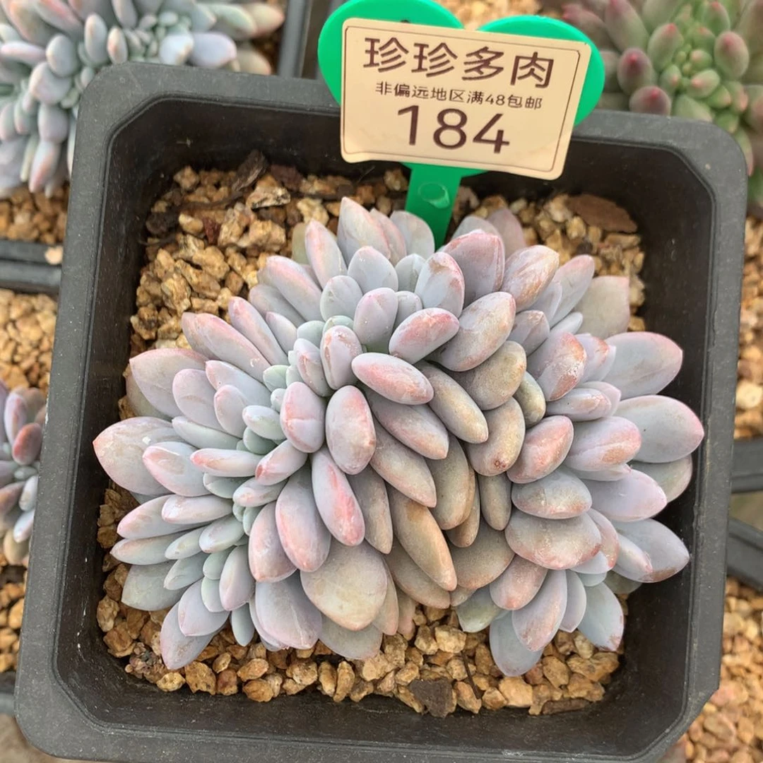 静**开粉兔缀化一物一拍184