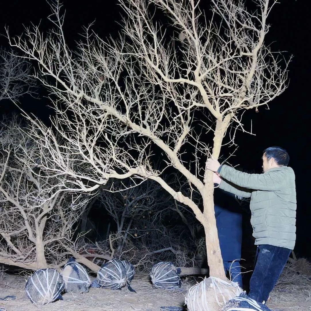 无花朵健健康康快快乐乐