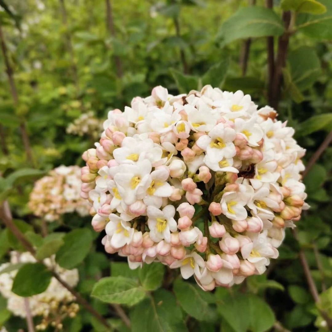 红蕾雪球，大叶布克，香味绣球花树