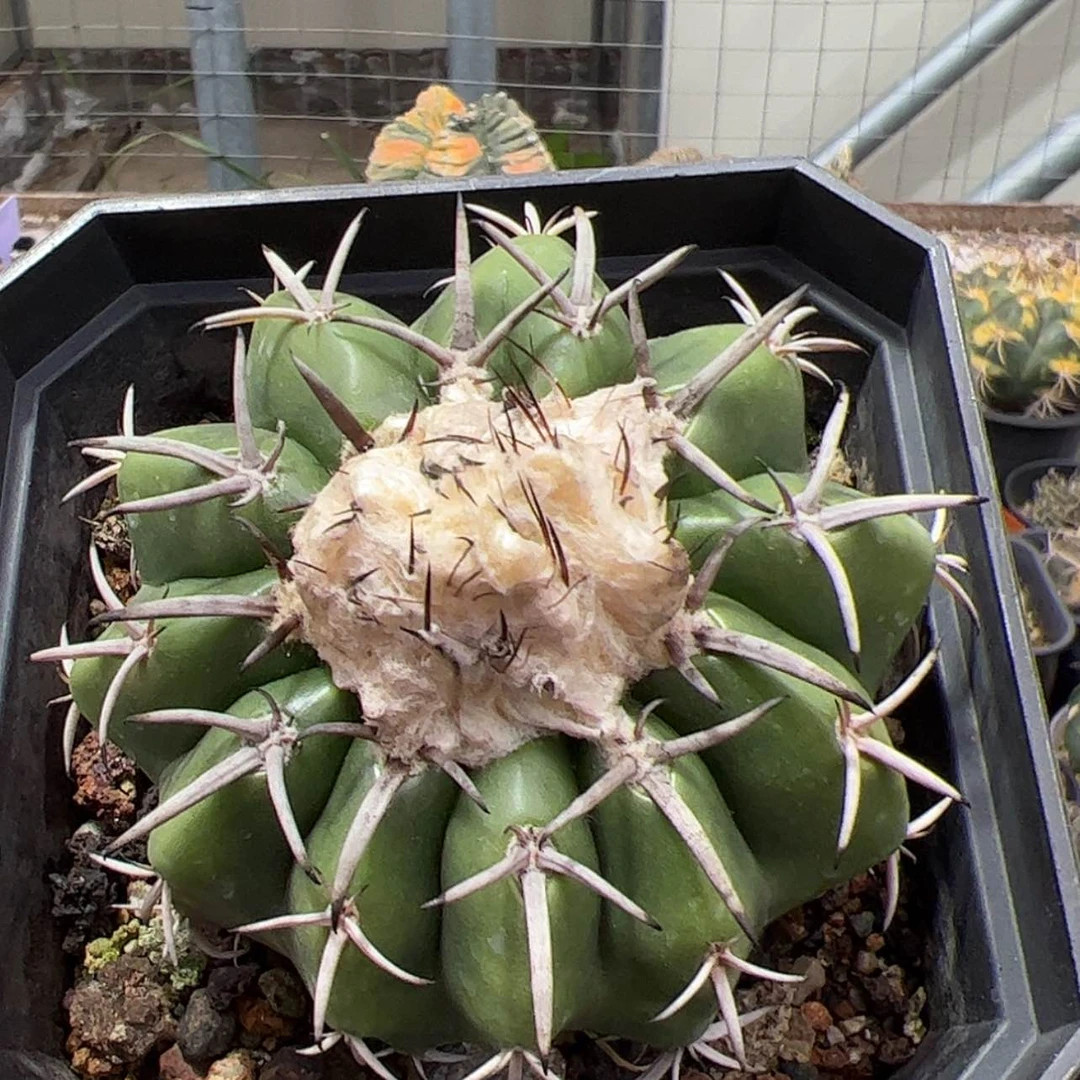 【闪购商品】实生仙人球