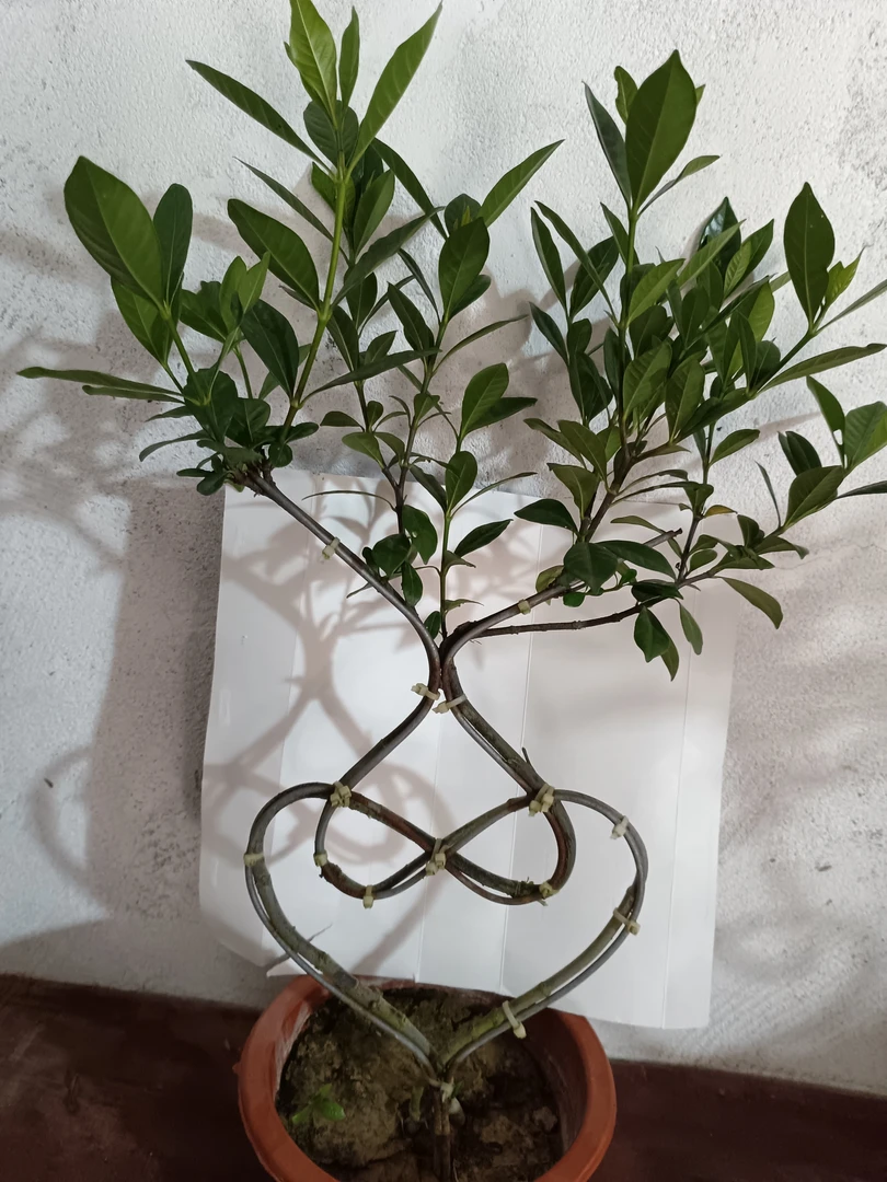 一对 栀子花四季常青花开花香 带七彩灯 高60-70