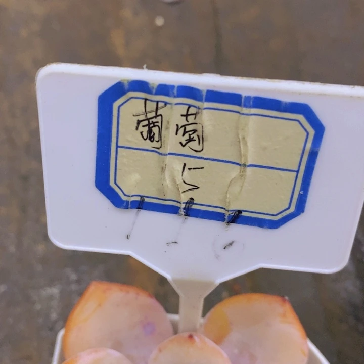 多肉植物，开心多肉