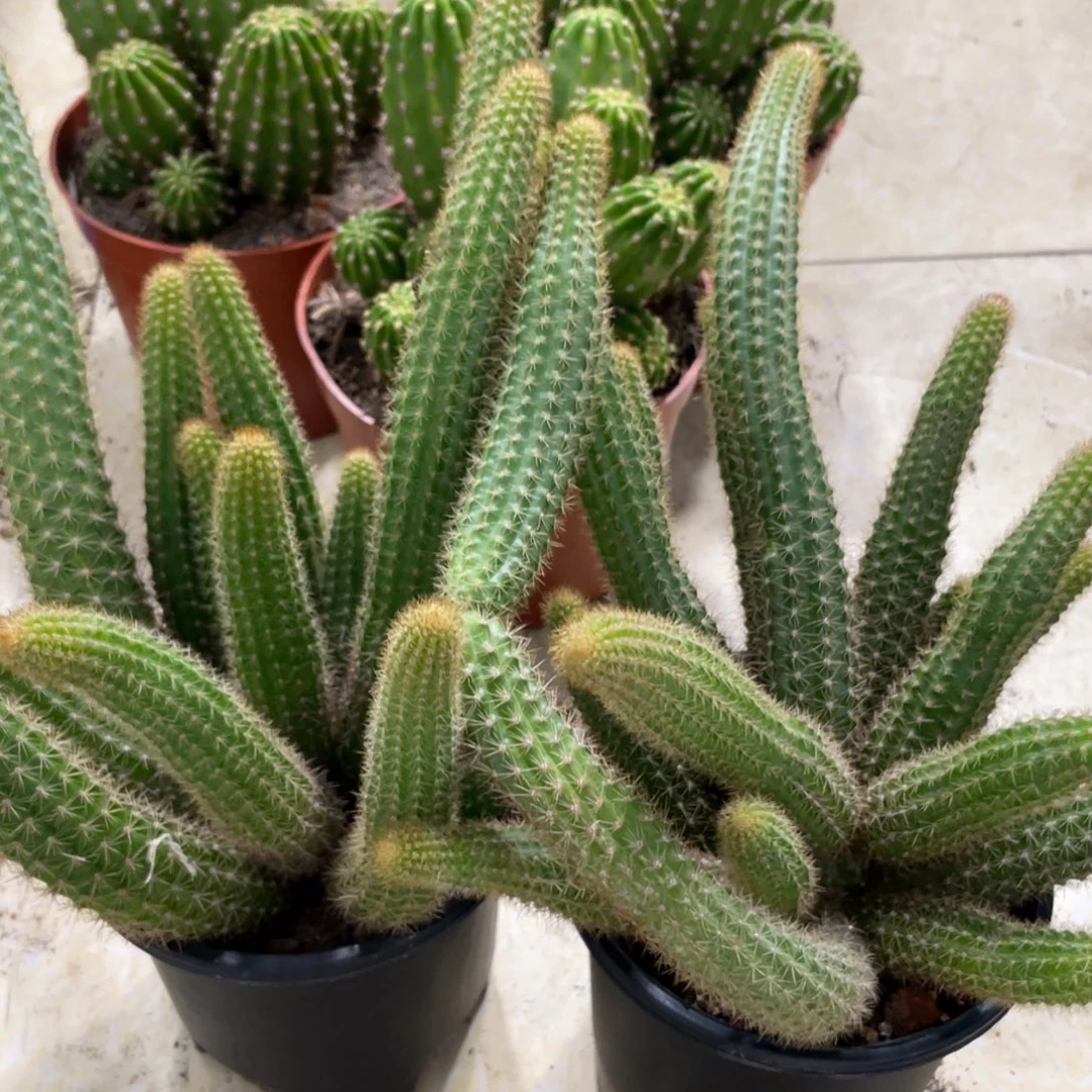 群生多头橙仙子保十头