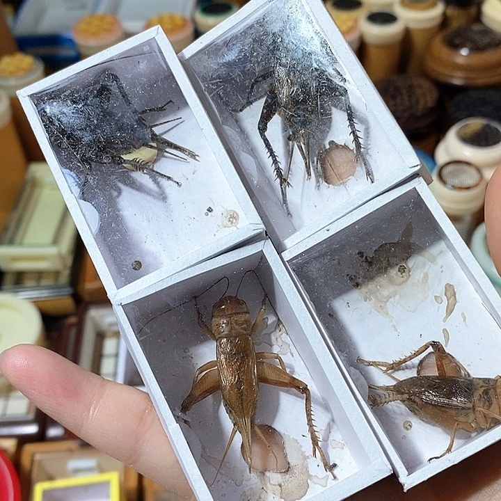 用****5油葫芦4-z x x c cv v