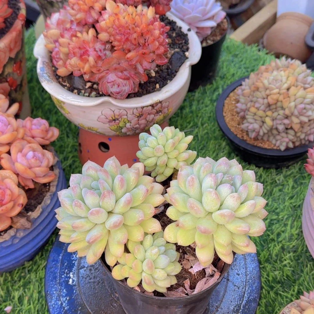多肉植物多肉植物