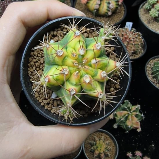 花田侧芽自根带盆土发货