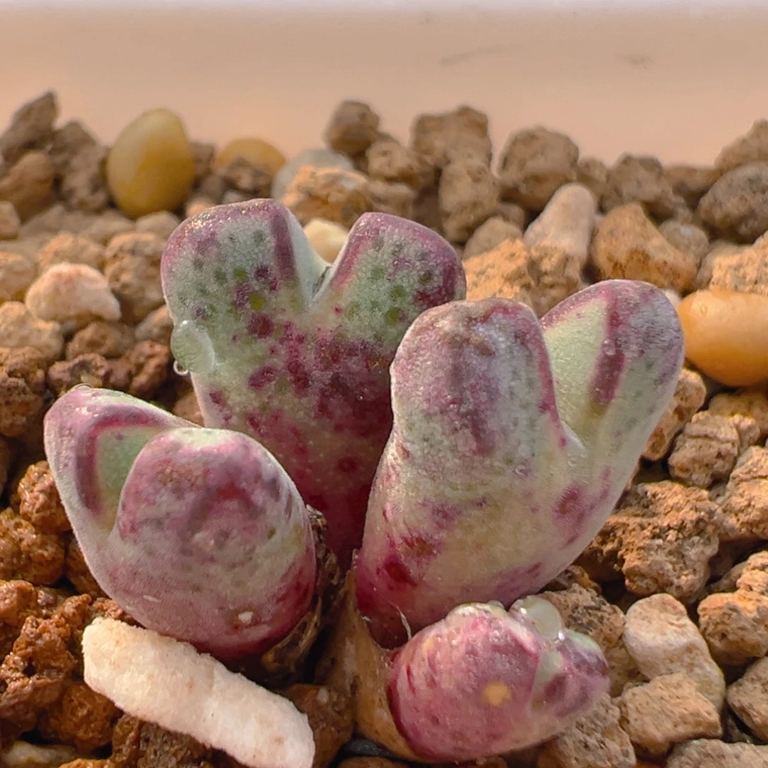 41多肉植物百科知识