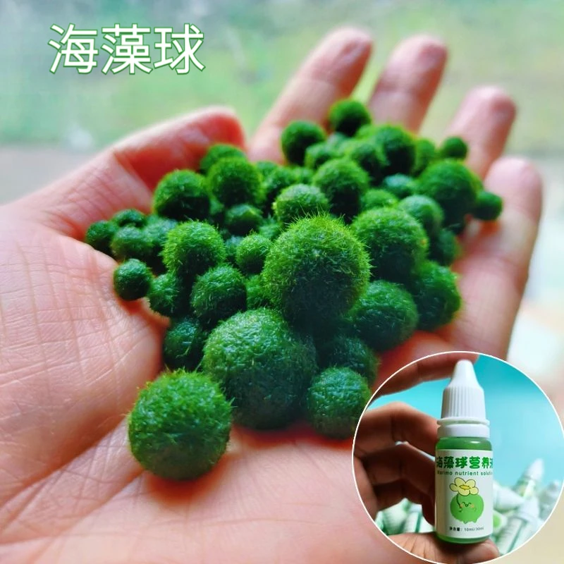海藻球生态瓶懒人水培养殖植物微景观绿藻宠物鱼缸水草搭景营养液