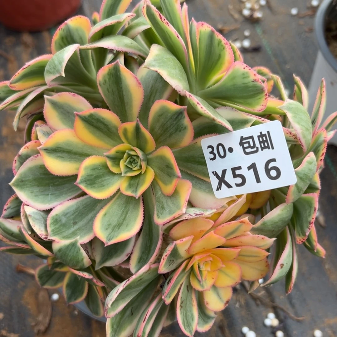 516灿烂，多肉法师