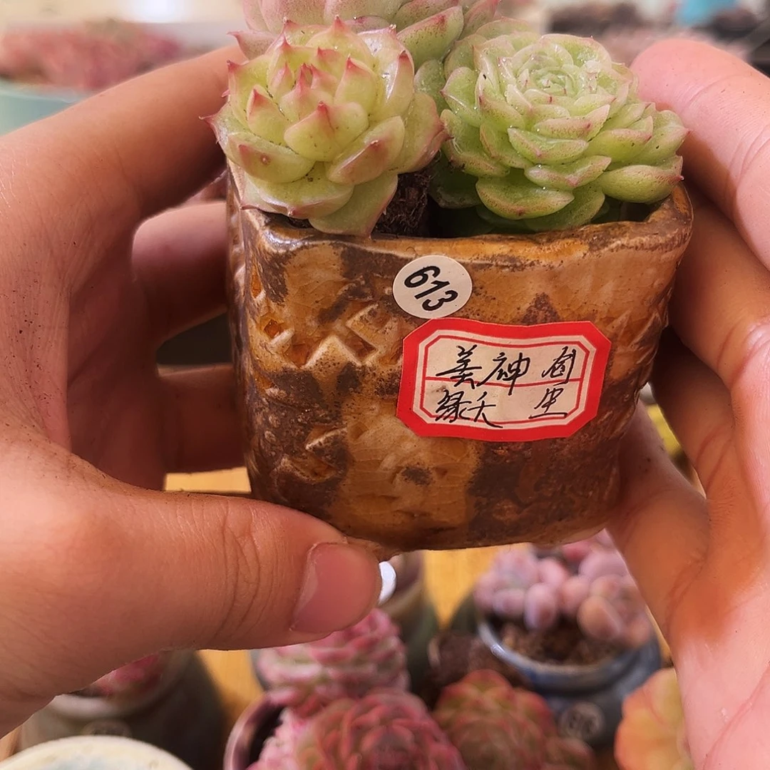 带盆土一物一拍613