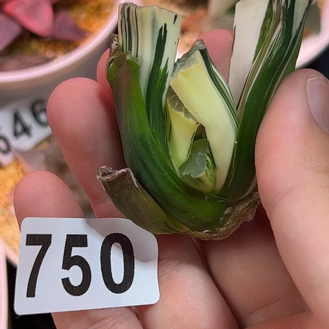 750红红火火恍恍惚惚