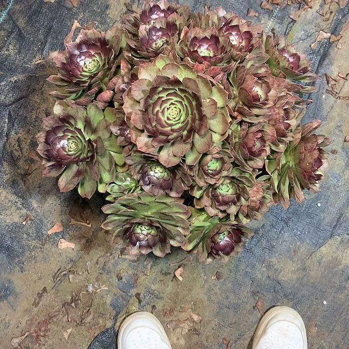 多肉多肉多肉黑魔157