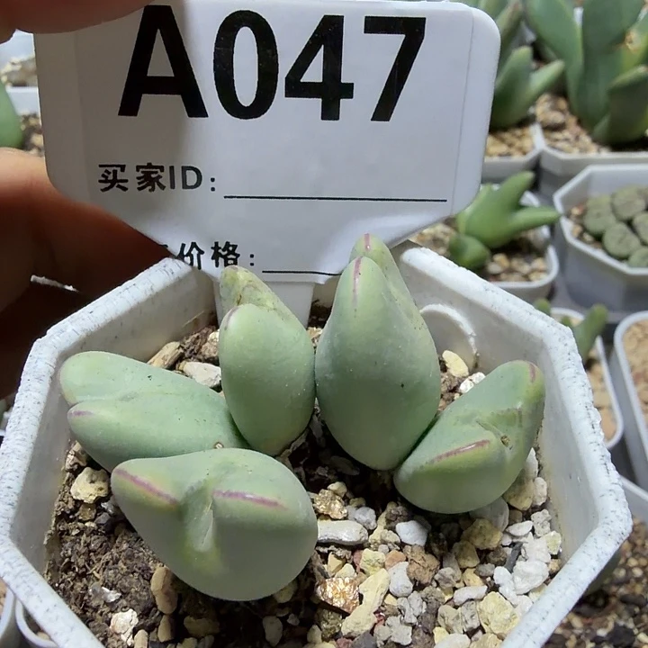 047。多肉植物的生长