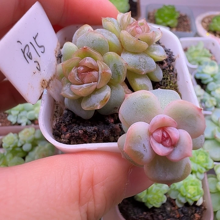 宫花15群朵朵专拍