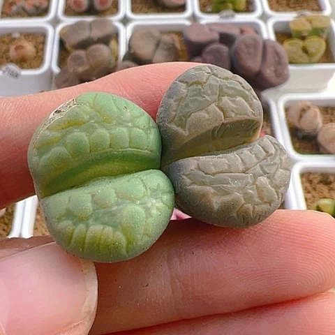 【闪购商品】25981