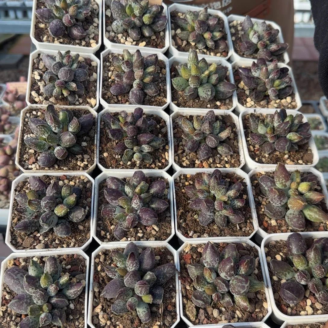 单颗紫肌海报量拍