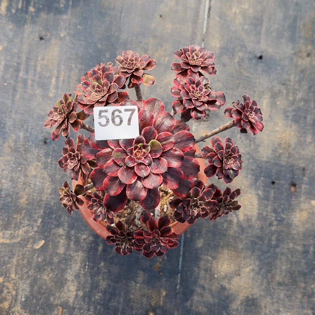 567油墨画法师植物