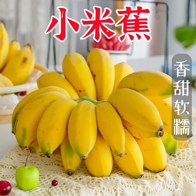 【拇指大小】广西自然熟小米蕉软糯香甜苹果蕉香蕉5斤9斤新鲜水果