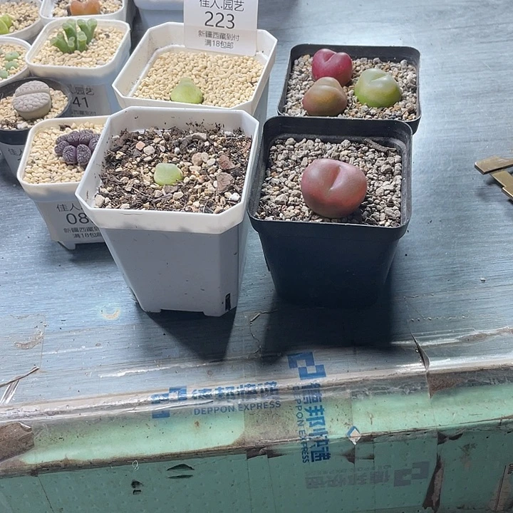 彦****家人园艺好朋友一起223
