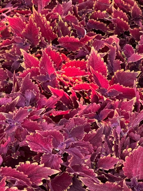 红彩叶草金边盆栽四季观叶阳台庭院耐热室外好养紫红色喜庆花卉