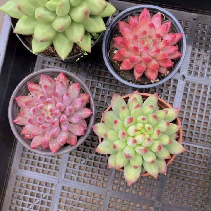 符***娜冬娜姐多肉链接的