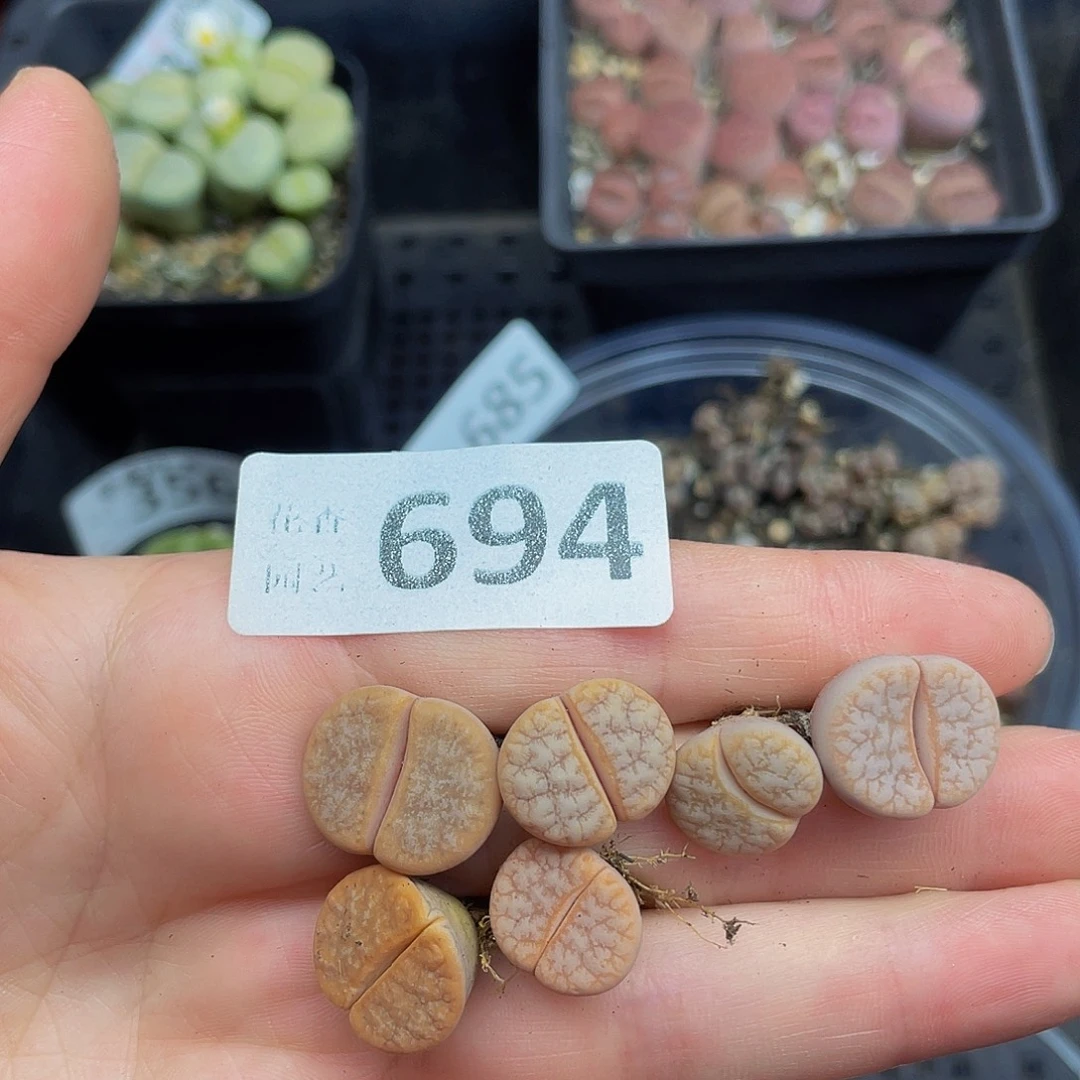 69400000000花花花花花花