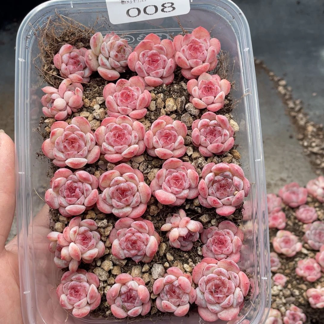云糖心多肉植物008