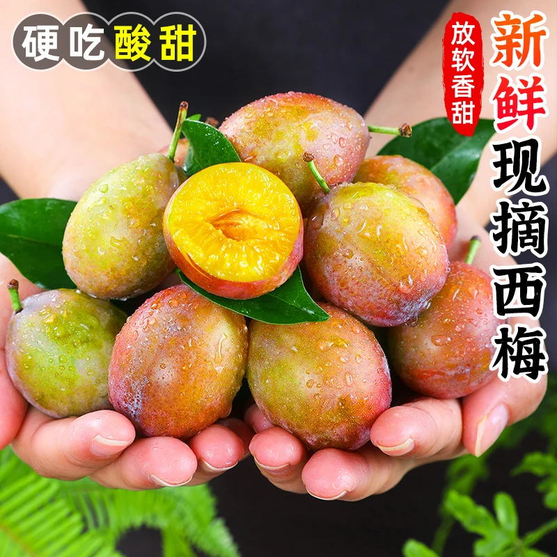 四川汉源蓝蜜西梅1-4.5斤新鲜现摘现发高山种植应季水果