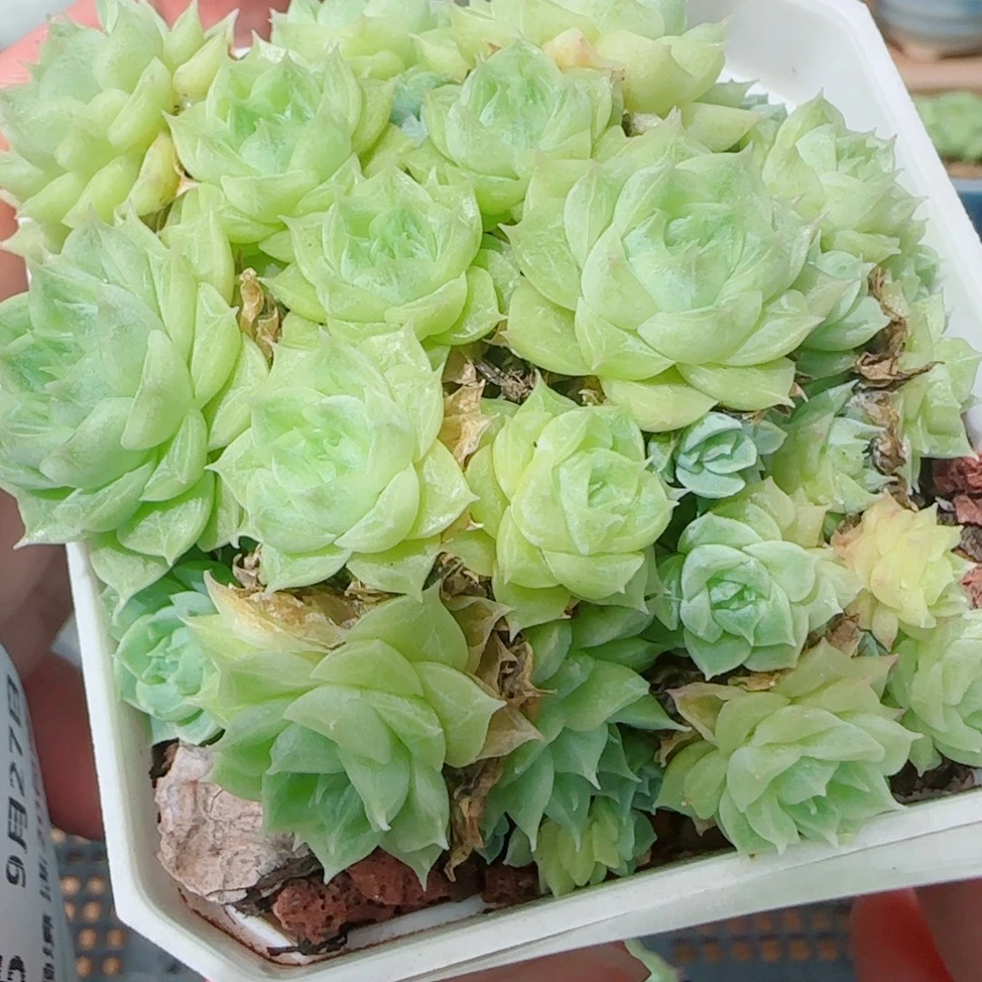 花语逸镜0927-131散