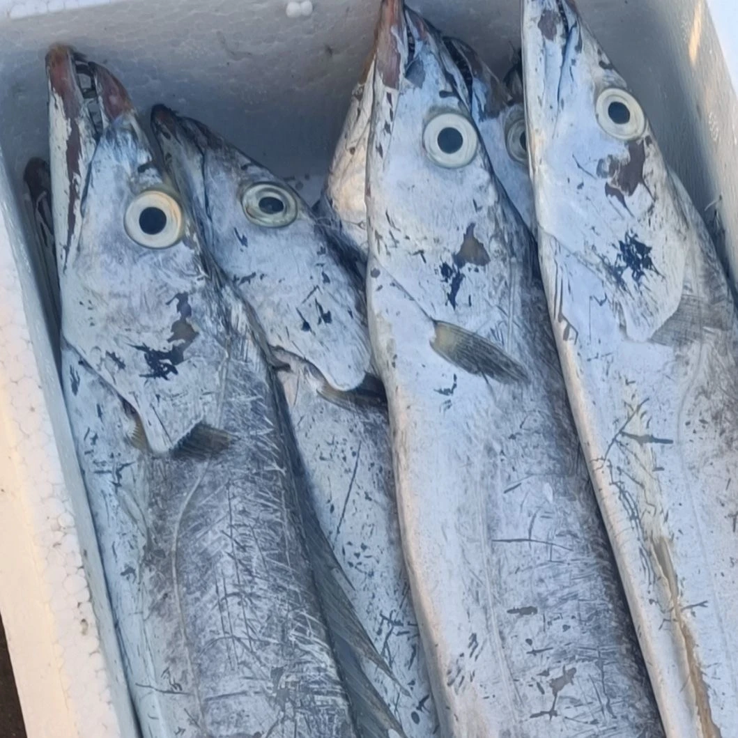 带鱼12条4斤顺丰包邮