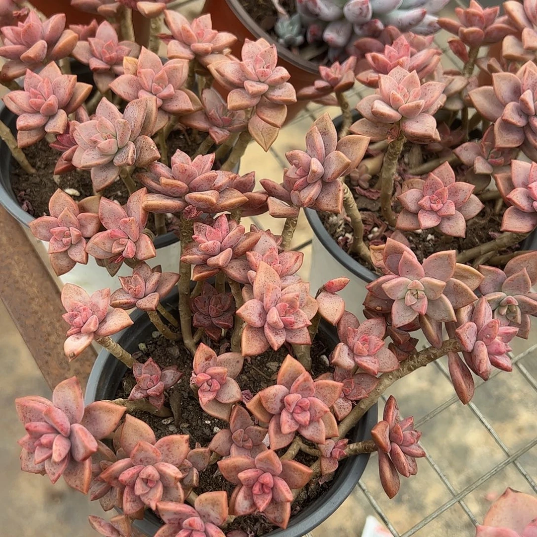 姬胧月散装带盆土精品特价二盆