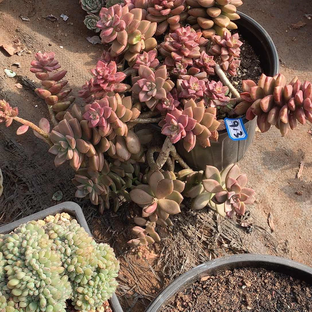 913姬胧月 一物一拍多肉