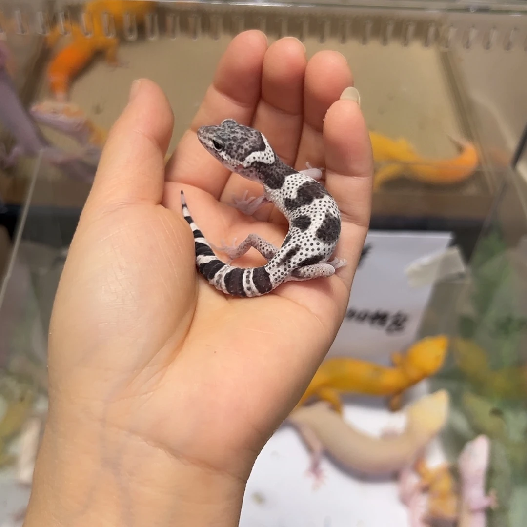 豹纹守宫豹纹守宫