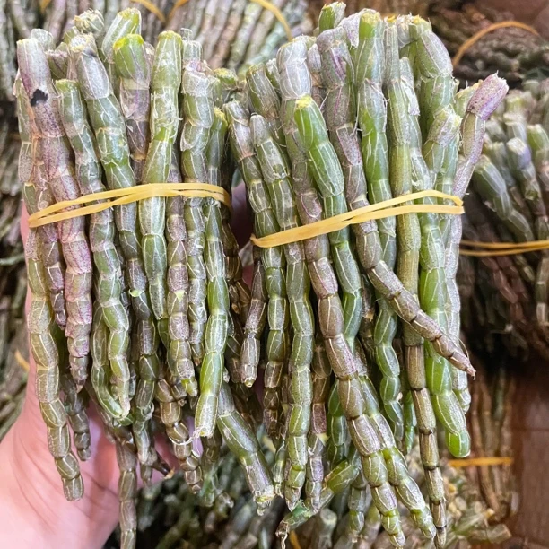 【大海干货店】新鲜铁皮石斛胶质满