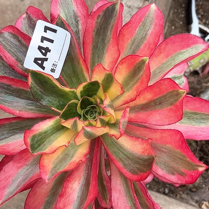 411魅影法师植物多肉