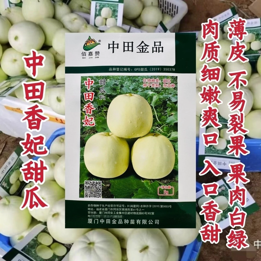 正品原装中田香妃甜瓜种子薄皮甜瓜种子水果香瓜种子甜度高耐湿热