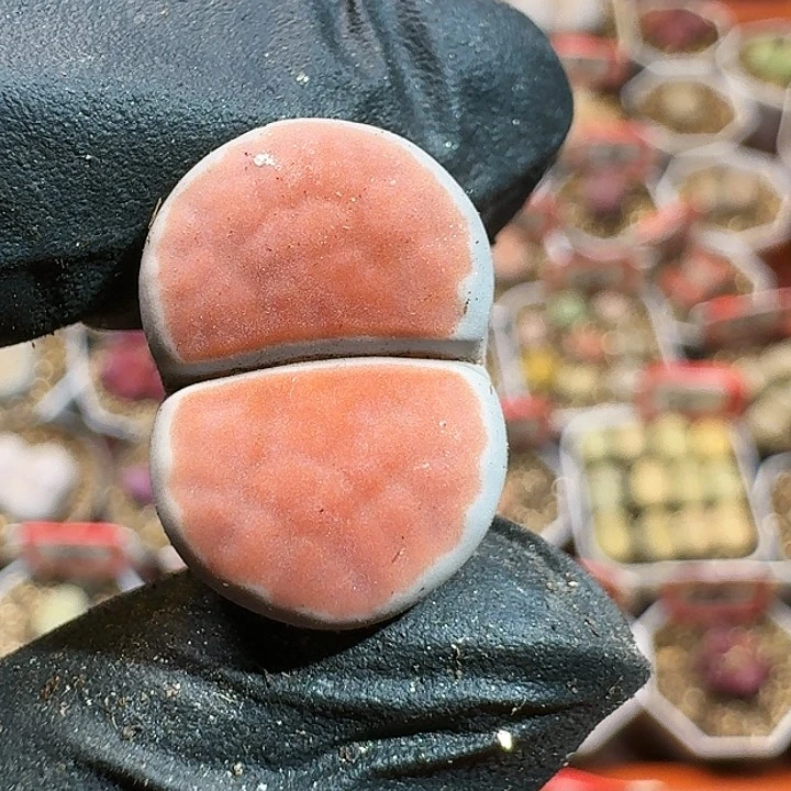 小***a生石花14444。 201