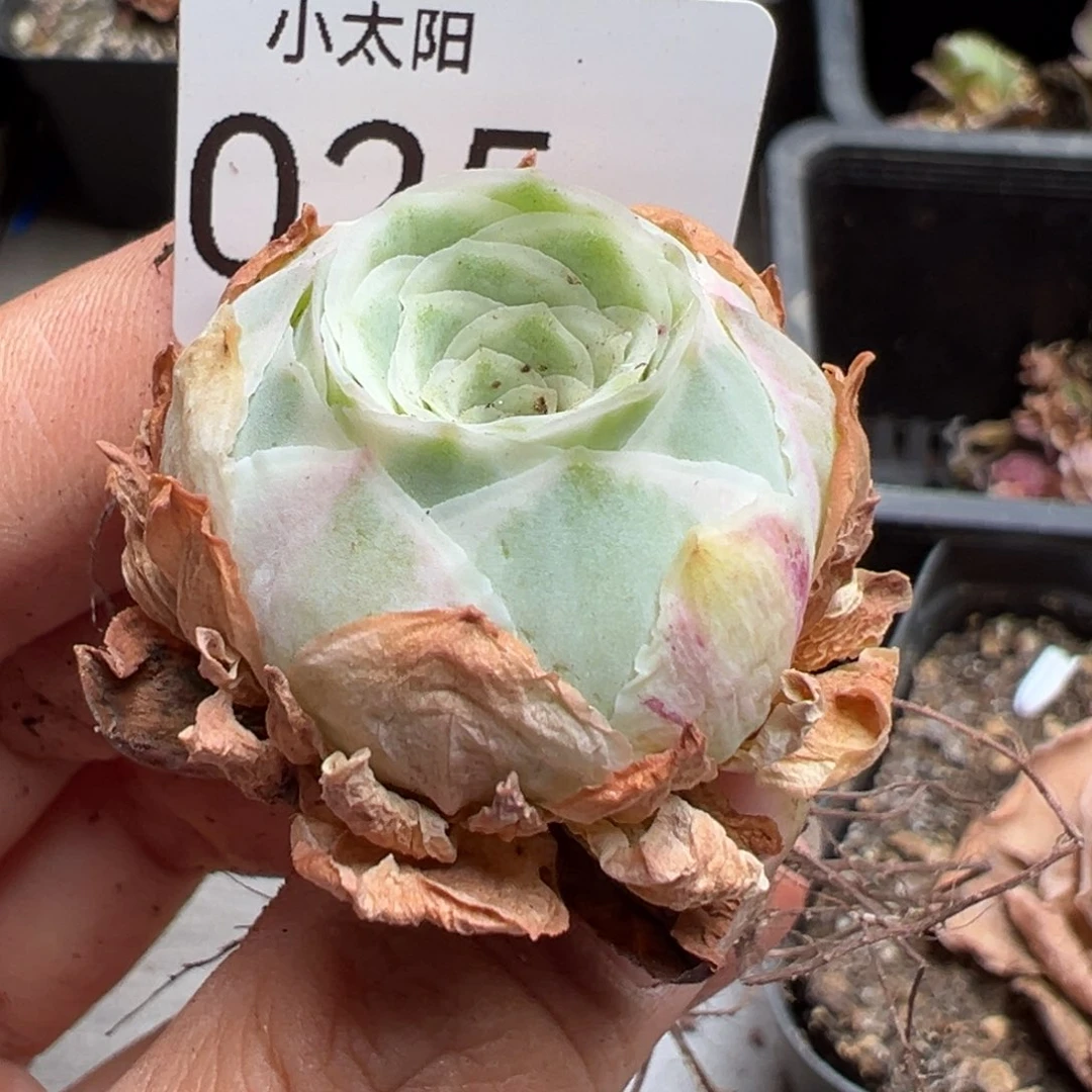 山地玫瑰。  25。