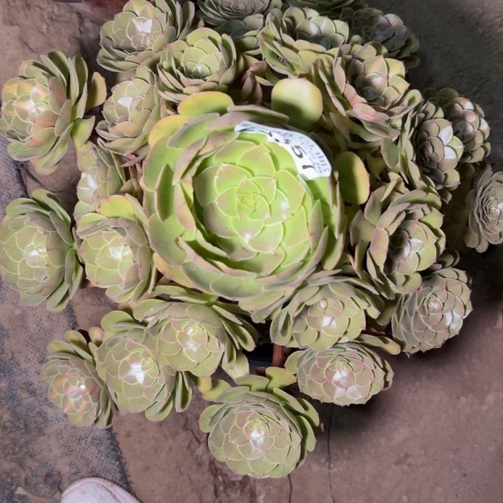 23357南抹茶多肉植物