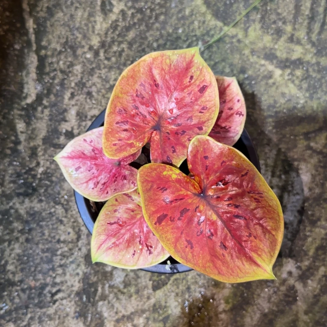 125-0925泰国发货富得流油