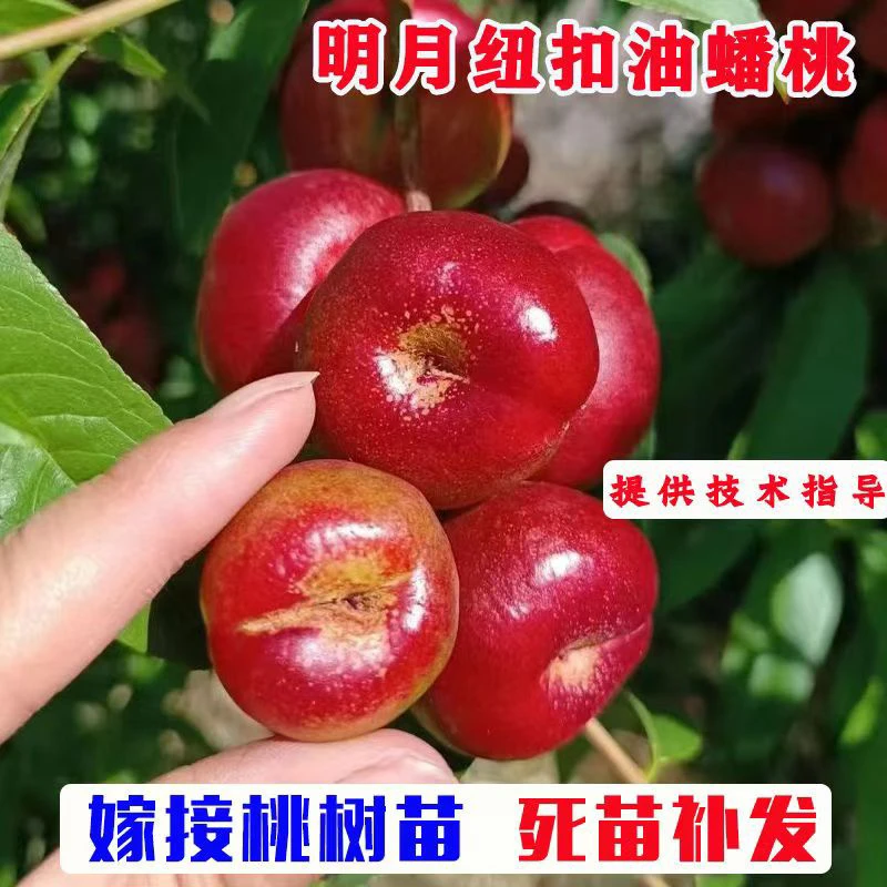 早熟丰产明月油蟠桃适合南北方种植
